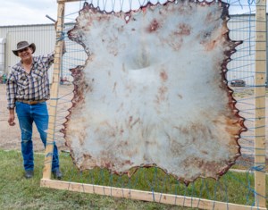 Tipi Teachings – Tanning moosehide the traditional way