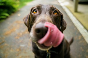 Three dog parks to close early hours on Tuesday