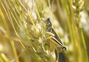 Twospotted spider mites and bertha armyworms becoming more prevalent in Manitoba: Crop Report