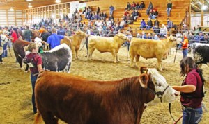 4-H Saskatchewan Beef Show and Judging Competition set for Aug. 8-10 in Yorkton