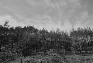 Repair of Shoe Fire devastation begins