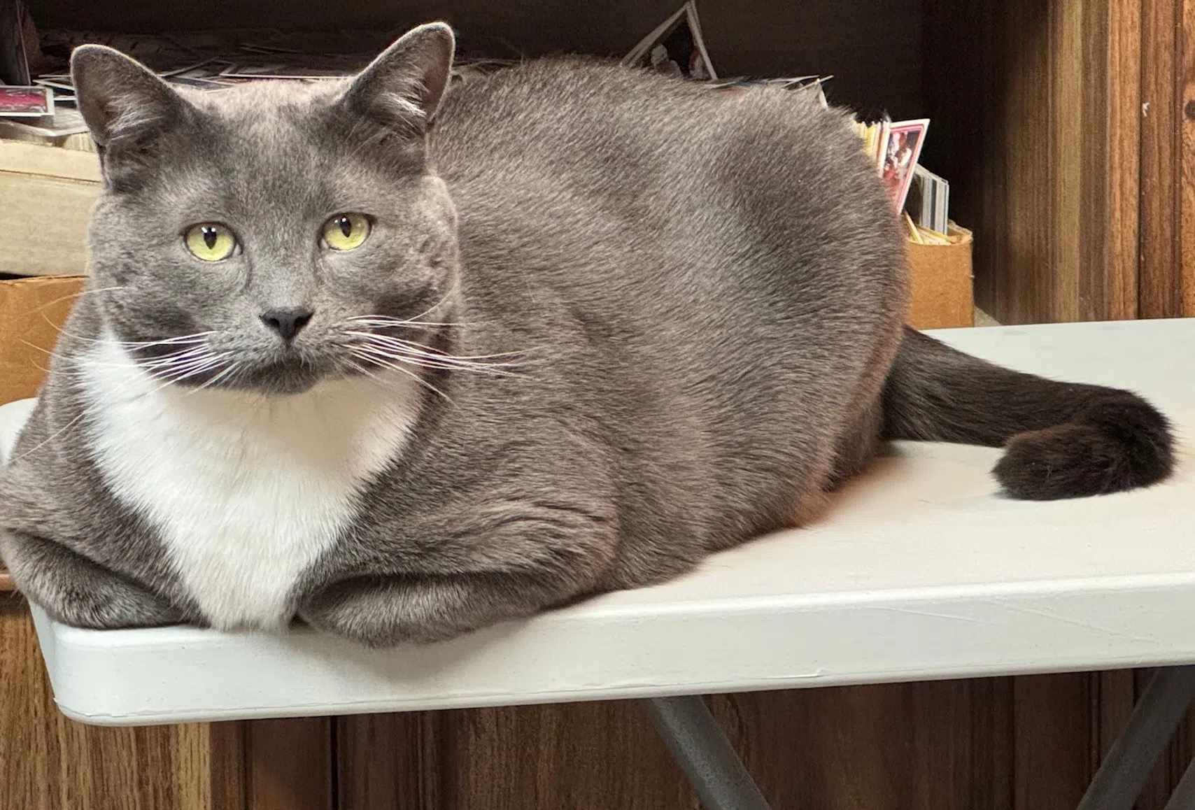 Regina Cat Rescue holding raffle to help cause