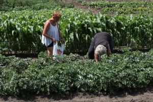 Gardener's Notebook: The desire to garden new things