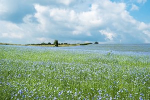 Grand opening planned for Delisle flax processing facility