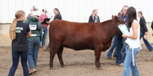 Top 4-H beef cattle, young handlers shine at Yorkton showcase