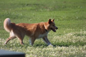 Pet Adoption Centre approved in Yorkton
