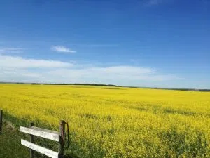 August 11 Closing Commodity Prices