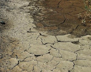 Alberta takes steps to salvage drought-ravaged crops for livestock