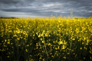 China to impose 75.8 per cent tariffs on Canadian canola, industry braces for impacts