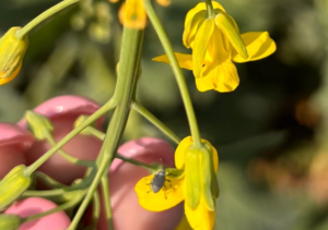 EDR outlines vision for mid-scale canola meal plant in Regina