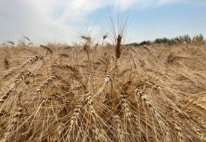 Wheat losses expected