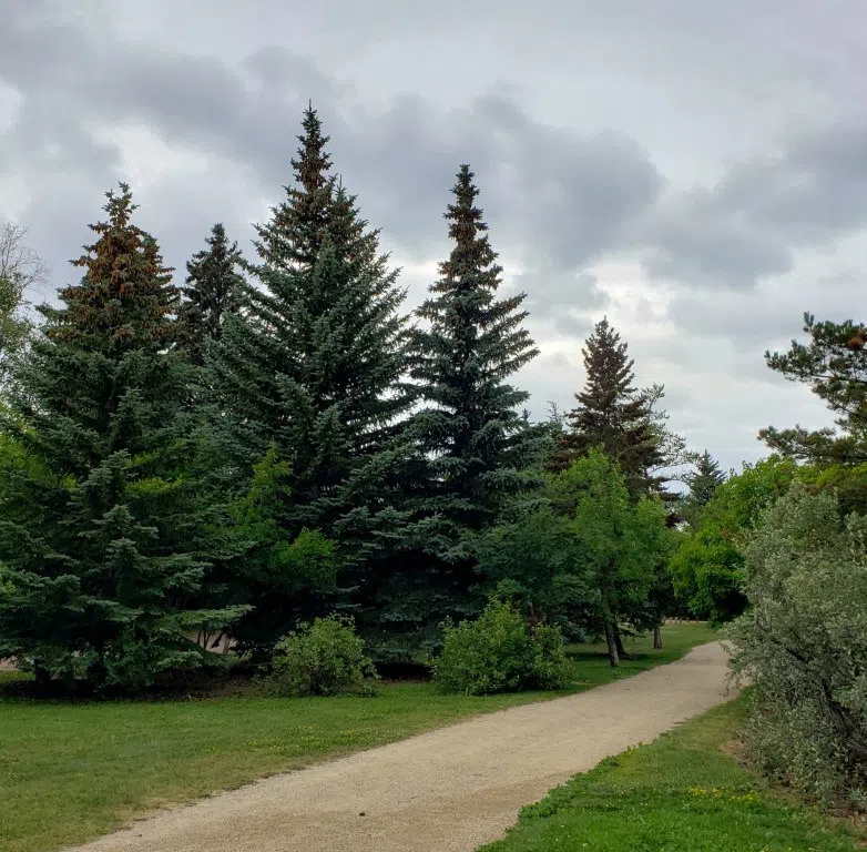 Yorkton seeks grant for tree planting
