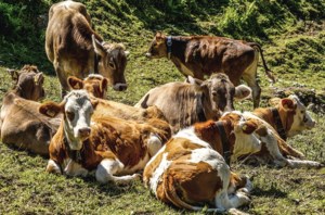 Alberta Beef Producers to withdraw from Canadian Cattle Association