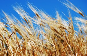 AUDIO: GGC Summer Tour across the Prairies