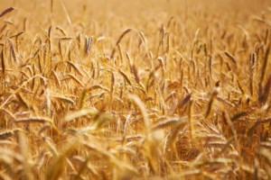 Rain slows crop development in Manitoba: crop report