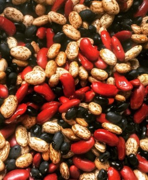 Edible bean production expected to be down in U.S.