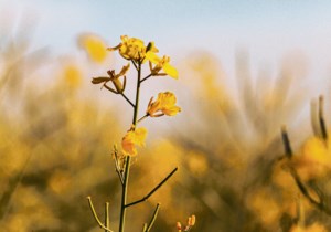 SaskAgToday.com Roundtable: China hits Canada with canola seed tariffs
