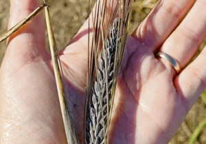 World coarse grain production expected to be higher this year