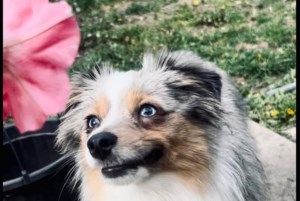 Garden Chat: Planting with pets