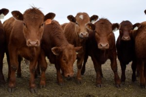 Minister MacDonald announces initial list of Livestock Tax Deferral regions for 2025