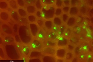 Is canola on the path to withstand verticillium?