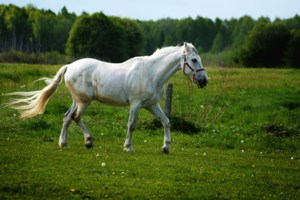 Opinion: Relieve stress, buy a horse