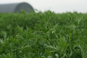 Saskatchewan pulse crops are looking good