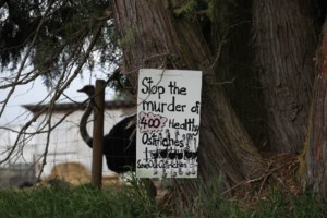 'Devastating' court ruling rejects B.C. ostrich farm's bid to prevent avian flu cull