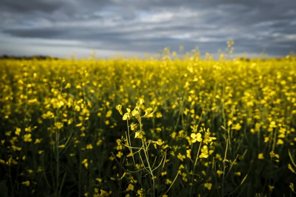 Moe calls for stronger federal push as China’s canola tariffs hit Saskatchewan farmers
