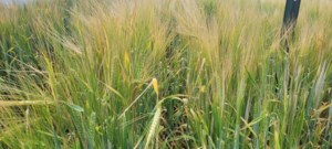 Storm creates harvesting challenges in some areas