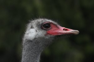 CFIA manual describes sitting on ostriches to inject lethal drug as cull ruling nears