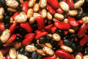 AAFC expects more dry beans and lentils this year