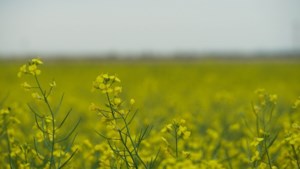 Canola futures have risen over the past week: analyst