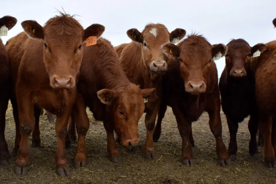 Saskatchewan providing support to Crown land grazing lessees