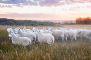 Baa-ack to the Meewasin Valley