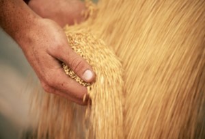 More canola and less wheat than expected this harvest: Statistics Canada