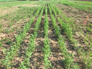 Sask. harvest progress still slow
