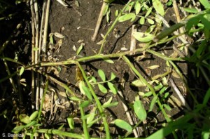 Anthracnose resistant lentils within reach