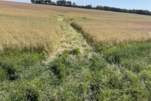 Elk and moose left to waste; call TIPP line if you have info