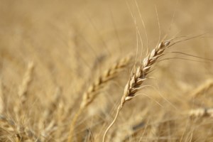 Ukraine may disrupt wheat market