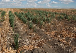 Southwestern Saskatchewan grain farmers ask for drought relief