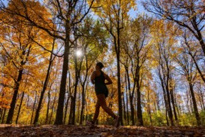 What could drought-stricken forests mean for Canada’s fall foliage?