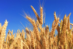 More farmland being rented out than ever before: Census of Agriculture