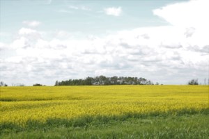 China extends Canadian canola dumping investigation by 6 months