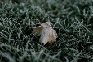 Risk of frost overnight