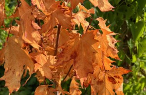 Garden Chat: Fall gardening chores Part I