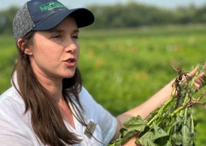 Cutting nitrogen in dry beans could pay off for farmers