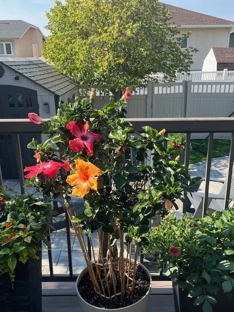 Welcome Back Summer.