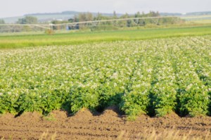Trade war may create Canadian economic opportunities