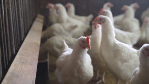 New rules coming into effect for Canadian poultry producers Dec. 1
